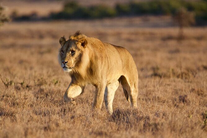 8-Day Amazing Kenya Holiday Safari - What makes the safari run smoothly: drives, guide handling, and built-in meals