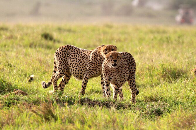 8-Day Amazing Kenya Holiday Safari - Maasai Mara: the lion-and-herd zone you plan your trip around