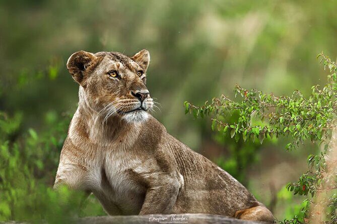 8 Day Bush and Beach Private Holiday Safari - Returning to Nairobi via Ukunda: finish strong