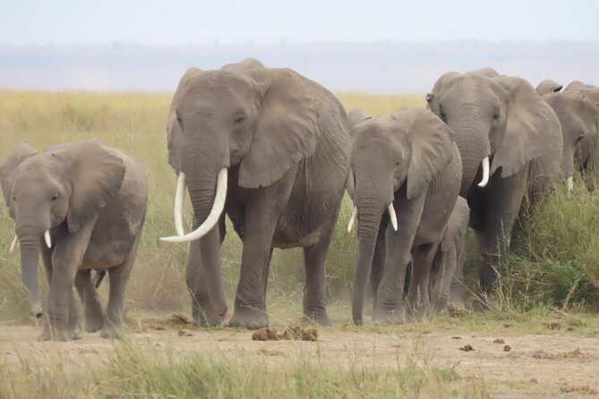 8-Day Kenya Group Joining Safari - Day 1 in Nairobi: check-in at Sarova Stanley, then choose your city rhythm