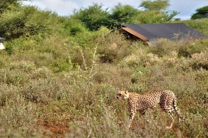 8-Day Kenya Group Joining Safari - Amboseli Day 7: elephant herds, plus big animal viewing energy