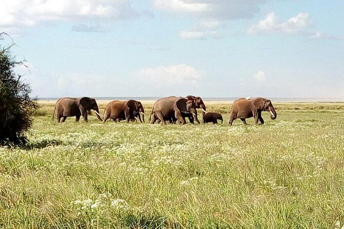 8 Day Safari: Best of Kenya & Tanzania - Day 1: Lake Nakuru from Nairobi with a first round of sightings
