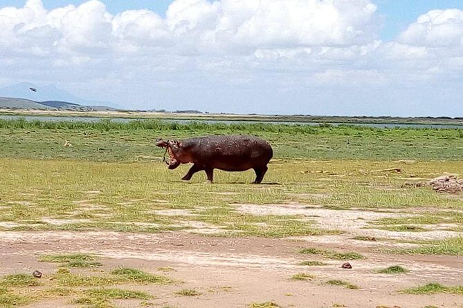 8 Day Safari: Best of Kenya & Tanzania - Day 6: Ngorongoro crater as a full-day conservation-area experience
