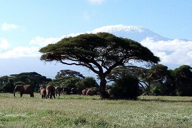 8 Day Safari: Best of Kenya & Tanzania - Day 7: Tarangire National Park, then Arusha for the final hotel rhythm
