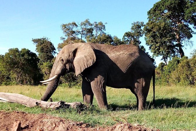 8 Day Safari: Best of Kenya & Tanzania - Price and included value: what $3,897.44 buys you here