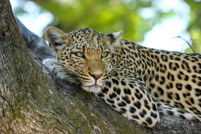 8 Days / 7 Nights 2021 / 2022 Wildebeest Migration Safari - Maasai Mara Reserve - The Mara River crossing: why this safari hits harder than most
