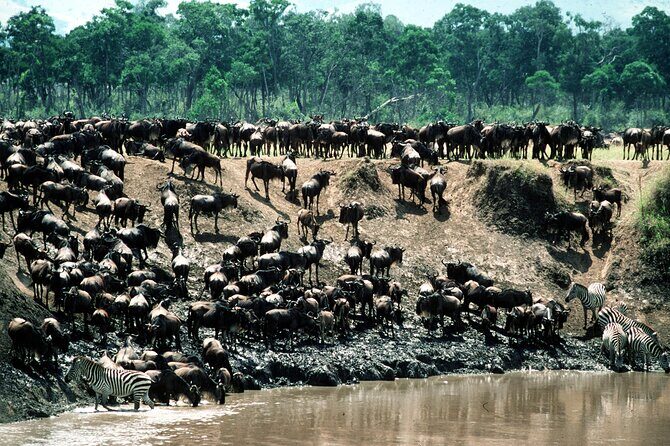 8 Days / 7 Nights 2021 / 2022 Wildebeest Migration Safari - Maasai Mara Reserve - Day 2 to Day 3: Nairobi to Samburu, then a full two-drive wildlife day
