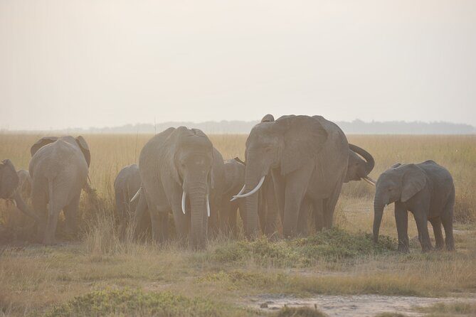 8 Days / 7 Nights 2021 / 2022 Wildebeest Migration Safari - Maasai Mara Reserve - Day 4: Lake Nakuru for birds and flamingos in the Rift Valley