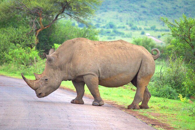 8 Days / 7 Nights 2021 / 2022 Wildebeest Migration Safari - Maasai Mara Reserve - Days 5 to 8: Masai Mara National Reserve, with multiple chances to hit the action