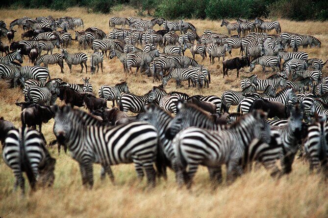 8 Days / 7 Nights 2021 / 2022 Wildebeest Migration Safari - Maasai Mara Reserve - Mara timing: how to make the most of those river moments