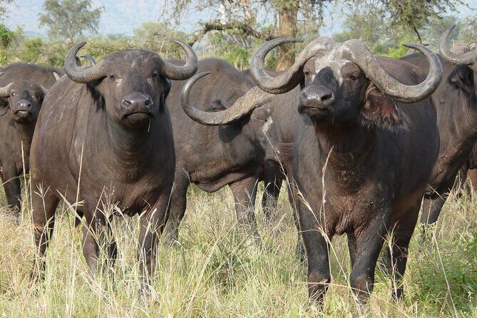 8 Days / 7 Nights 2021 / 2022 Wildebeest Migration Safari - Maasai Mara Reserve - Lodging and downtime: what the hotel changes in real life