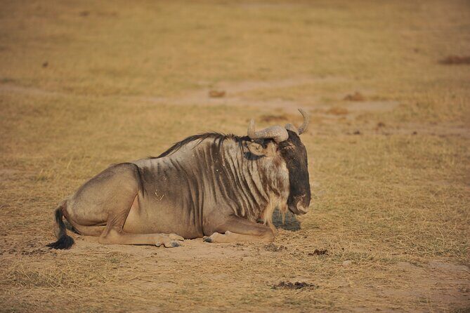 8 Days / 7 Nights 2021 / 2022 Wildebeest Migration Safari - Maasai Mara Reserve - Transport, guide, and the small things that make safaris easier
