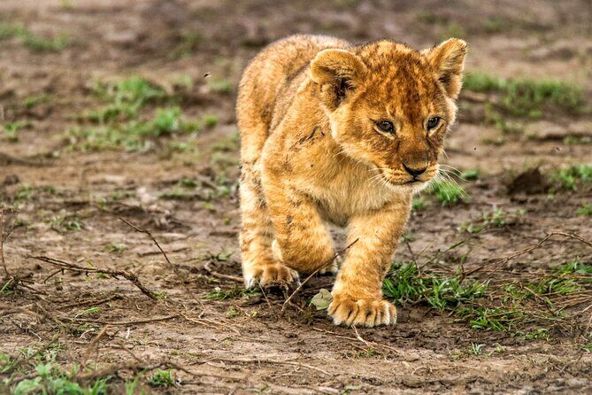 8 Days 7 Nights Kenyan Luxury Safari - Lewa conservation work: seeing the humans behind the animals