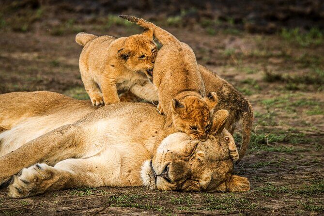 8 Days 7 Nights Kenyan Luxury Safari - Your final morning: back to Nairobi for your flight