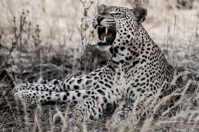 8 Days 7 Nights Kenyan Luxury Safari - Nairobi to Ol Pejeta: the first game drive day starts with a relaxed lunch