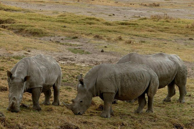 8 Days Amboseli lake Nakuru Masai Mara lake Naivasha safari - Day 5: Maasai Mara’s full day and the “Big Five” odds
