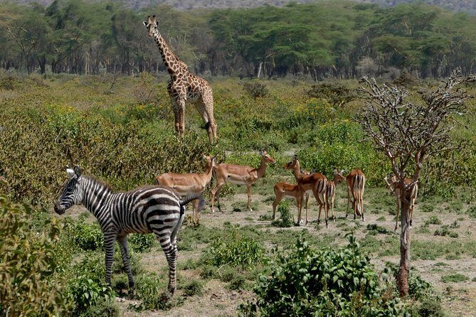 8 Days Amboseli lake Nakuru Masai Mara lake Naivasha safari - Day 1: Amboseli arrival and that 16:00 game drive feeling