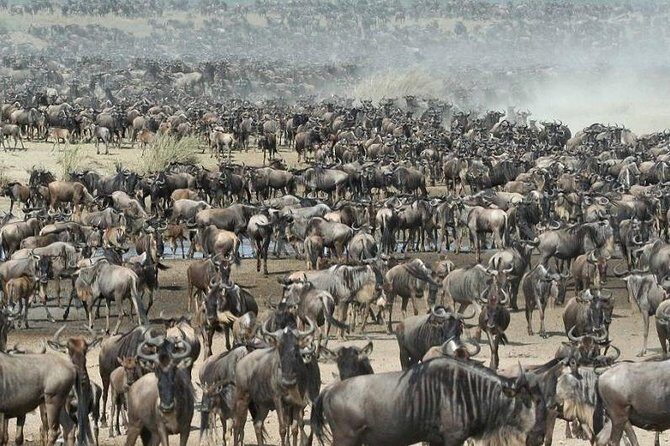 8 Days Kenya and Tanzania Private Lodging Safari from Nairobi - Kenya and Tanzania in 8 Days: What This Route Gets You