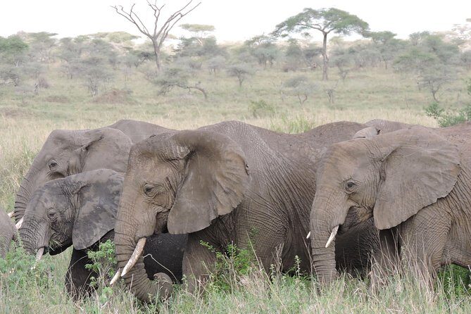 8 Days Kenya and Tanzania Private Lodging Safari from Nairobi - Day 7 in Lake Manyara and Arusha: Birds, Tree-Climbing Lions, and Pink Flamingo Odds