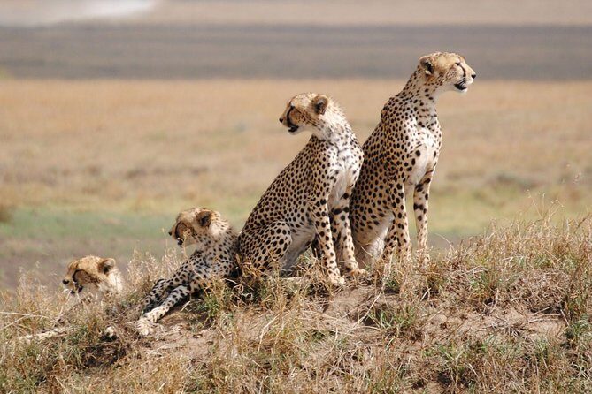 8 Days Kenya and Tanzania Private Lodging Safari from Nairobi - Day 1 in Maasai Mara: Rift Valley Views and a Golden-Hour Drive