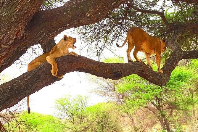 8 days Kenya highlights safari starting from Nairobi. - Why This Nairobi-to-Safari Route Makes Sense in 8 Days