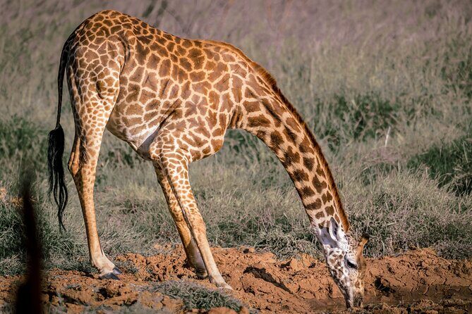 8 days Kenya highlights safari starting from Nairobi. - Day 4: Amboseli Takes Over, With Kilimanjaro in the Background