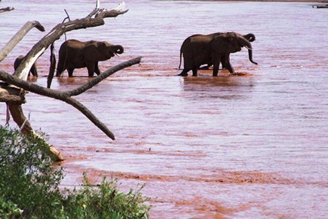 8 days Kenya highlights safari starting from Nairobi. - Day 5: A Full Day in Amboseli for Jumbo Elephants