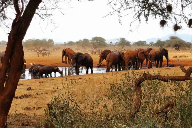8 days Kenya highlights safari starting from Nairobi. - Day 7: Tsavo East for Red Elephants, Lions, and the Yatta Plateau