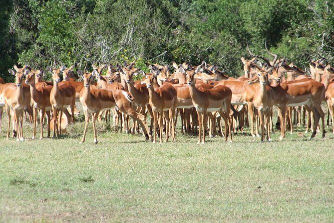 8 days Kenya highlights safari starting from Nairobi. - Day 1: Nairobi to Narok and Your First Masai Mara Sunset Drive