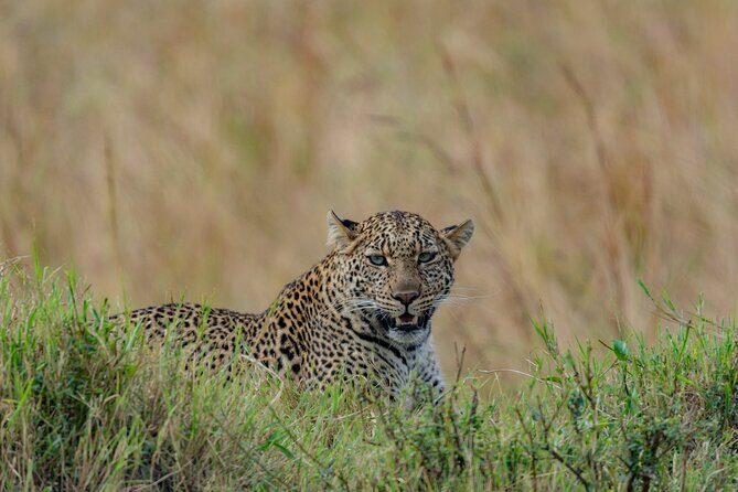 8 Days Kenya Safari Expedition - Day 1 in Nairobi: City-Edge Savanna, Giraffes, and Culture Shows