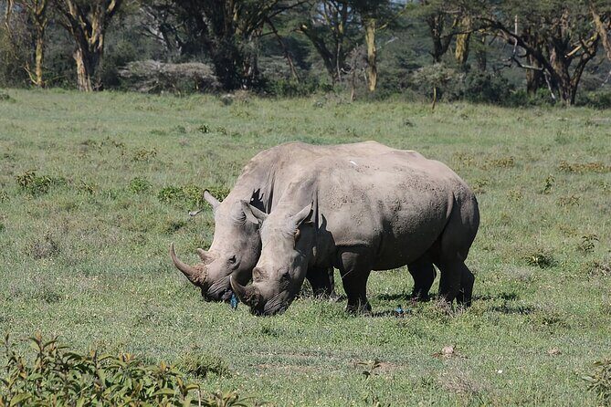 8 Days Kenya Safari Expedition - Day 4–5 in Lake Nakuru: Flamingos, Rhino Safety, and Birding Workouts