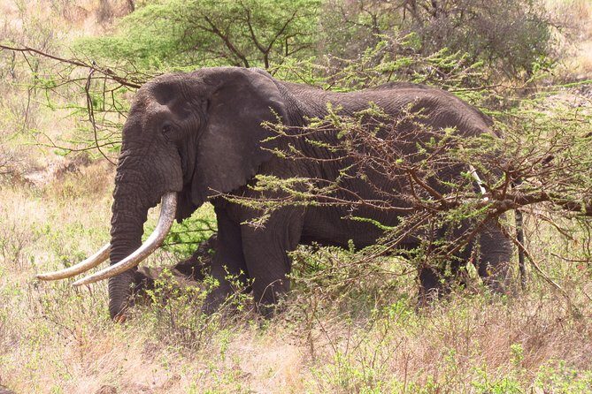 8 Days Safari to Amboseli, Great Rift Valley Lakes & Masai Mara - Why the Amboseli–Rift Valley–Mara circuit feels so efficient