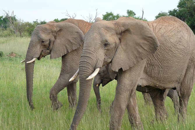 8 Days Safari to Amboseli, Great Rift Valley Lakes & Masai Mara - Lake Nakuru National Park: rhinos, flamingos, and a full game-drive day