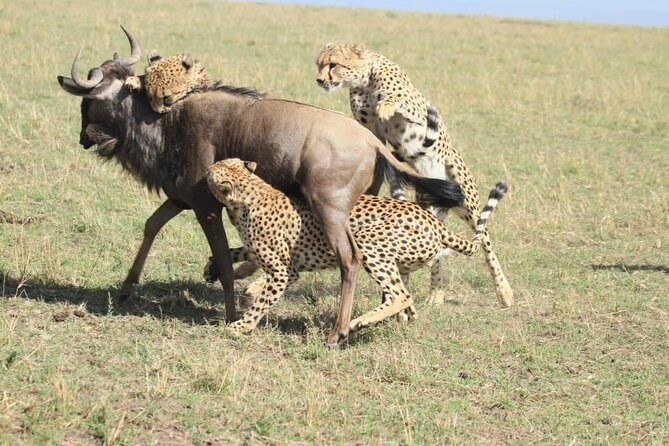 8 Days Safari to Amboseli, Great Rift Valley Lakes & Masai Mara - Masai culture visits: learning context without turning it into a show