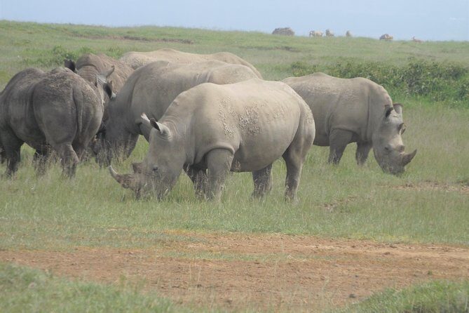 8 Days Safari to Amboseli, Great Rift Valley Lakes & Masai Mara - Nairobi pickup and the first hours: what to expect on day one
