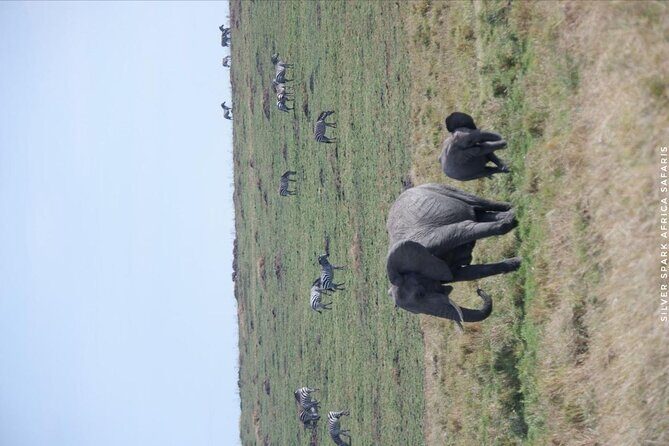 8 Days: Tsavo East National Park Amboseli, Nakuru, Maasai Mara Park - A full day back in Amboseli: big-tusked elephants plus birding time