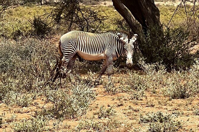 8 Days: Tsavo East National Park Amboseli, Nakuru, Maasai Mara Park - Maasai Mara arrival and afternoon drive: savanna wildlife with rivers to watch