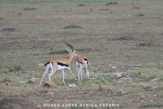 8 Days: Tsavo East National Park Amboseli, Nakuru, Maasai Mara Park - Maasai Mara full day: Big Five searching plus inner-versus-outer Mara
