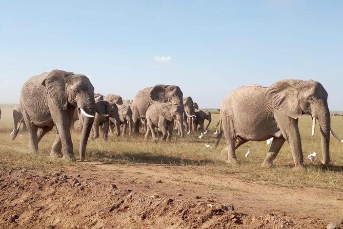 8 Days: Tsavo East National Park Amboseli, Nakuru, Maasai Mara Park - Two days in Tsavo East: morning drives, Galena Falls area, and the Voi Stockade