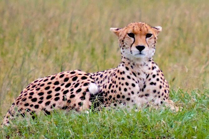 9 Day Private Luxury Spectacle Safari Majestic Kenya Wonderland - Day 1–2 in Tsavo West: Mzima Springs, Roaring Rocks, and crater viewpoints