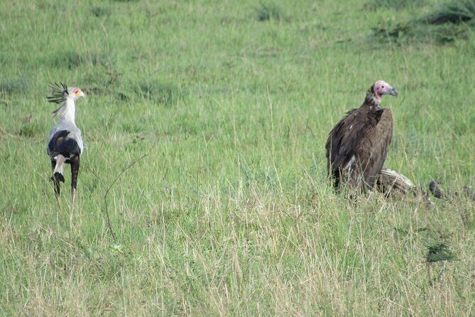 9 Days Amboseli-Ol Pejeta-Aberdare-Nakuru-Naivasha-Masai Mara - Maasai Mara National Reserve: Classic Savannah Viewing and the Optional Balloon Add-On