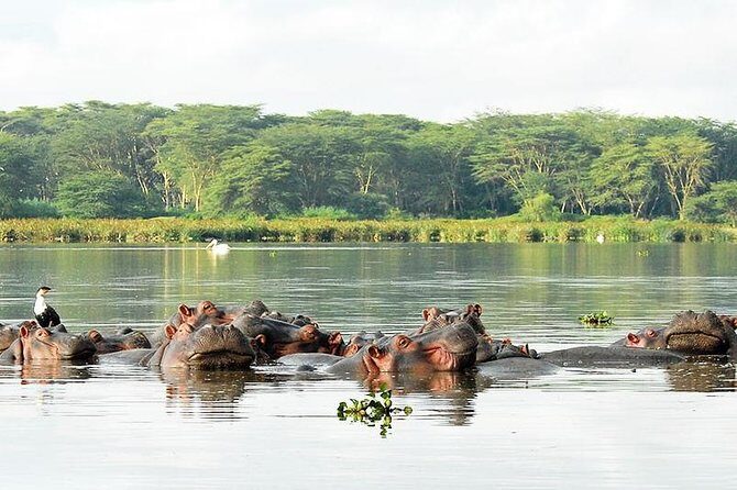 9-Days Best of Kenya Wildlife Private 4X4 Jeep Safari - Lake Nakuru: Scenic Stops Plus a Rhino Sanctuary Opportunity