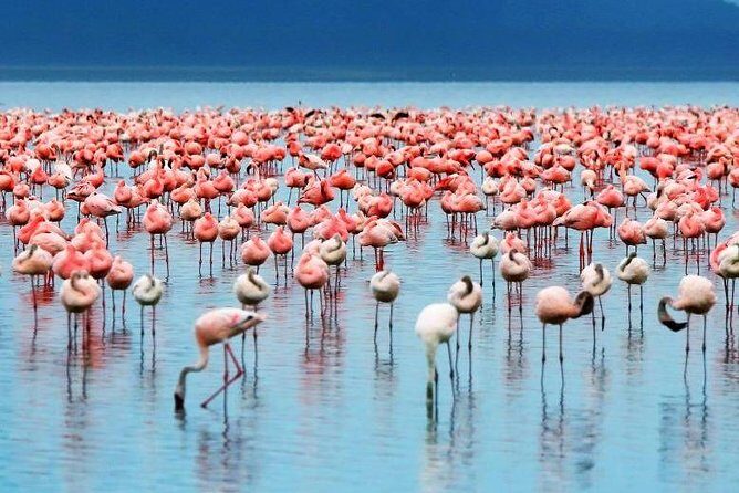 9-Days Best of Kenya Wildlife Private 4X4 Jeep Safari - Lake Naivasha: Birding, a Boat Ride, and Optional Hells Gate