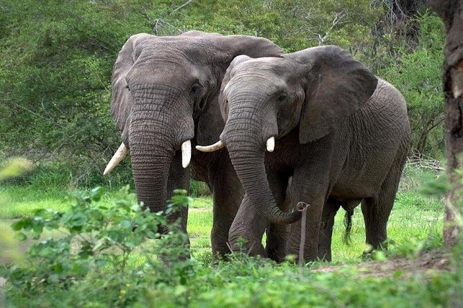 9-Days Best of Kenya Wildlife Private 4X4 Jeep Safari - Tsavo West to Tsavo East: Mzima Springs and Two Different Park Moods
