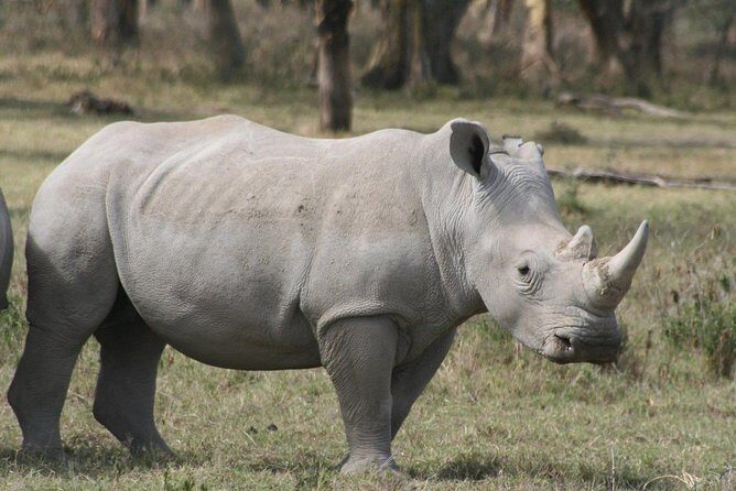 9-Days Best of Kenya Wildlife Private 4X4 Jeep Safari - 4x4 Jeep Transport, Meals, and What You’re Paying For