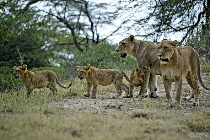 9- Days Classic Kenya Family Safari - Lake Naivasha: boat views plus the option to add Hell’s Gate