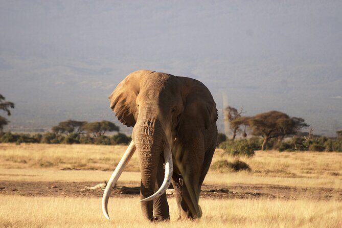 9- Days Classic Kenya Family Safari - Amboseli National Park: Kilimanjaro views when weather cooperates