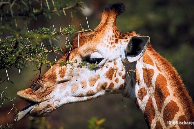 9- Days Classic Kenya Family Safari - Tsavo West to Tsavo East: Mzima Springs and the dust-red elephant stage