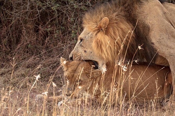9- Days Classic Kenya Family Safari - Price and what you’re really paying for (and what you aren’t)
