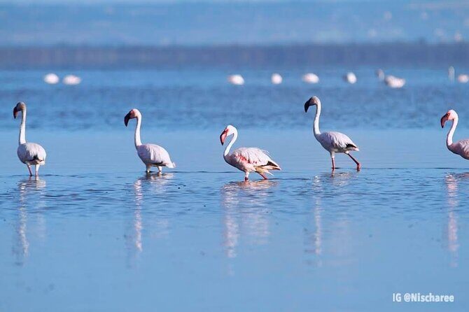 9- Days Classic Kenya Family Safari - Lake Nakuru: flamingos, rhinos, and birding that actually fits into a safari
